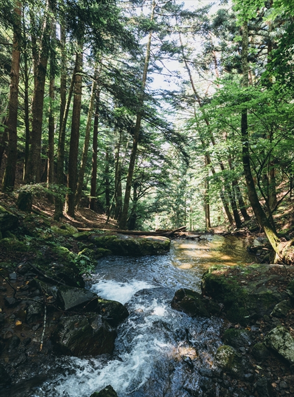 森 河口湖暮らし